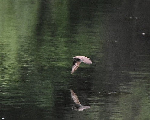 Northern Rough-winged Swallow - ML636302973