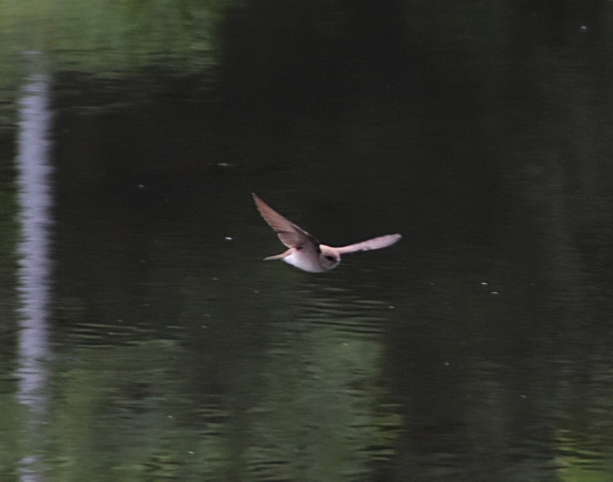 Northern Rough-winged Swallow - ML636302974