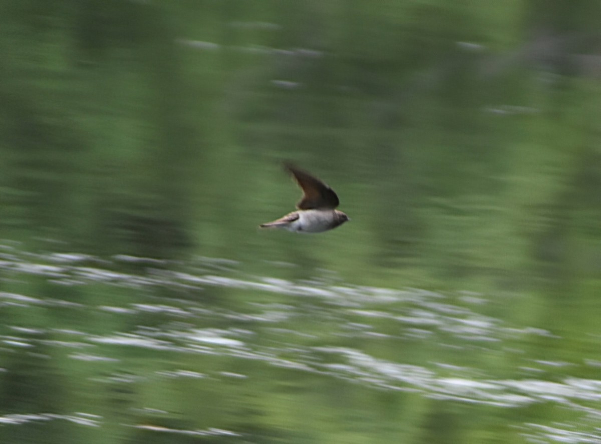 Northern Rough-winged Swallow - ML636302977