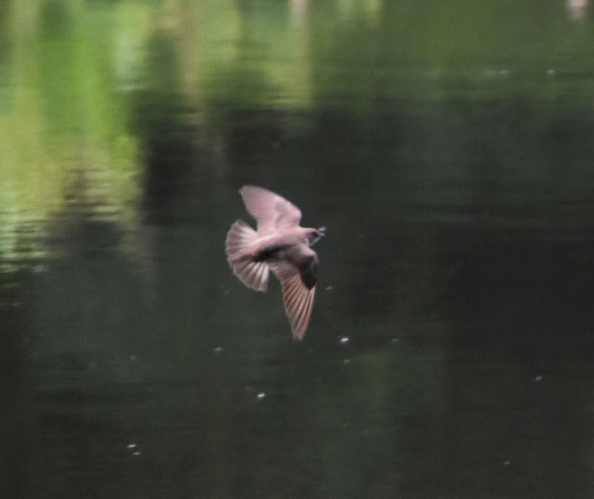 Northern Rough-winged Swallow - ML636302978