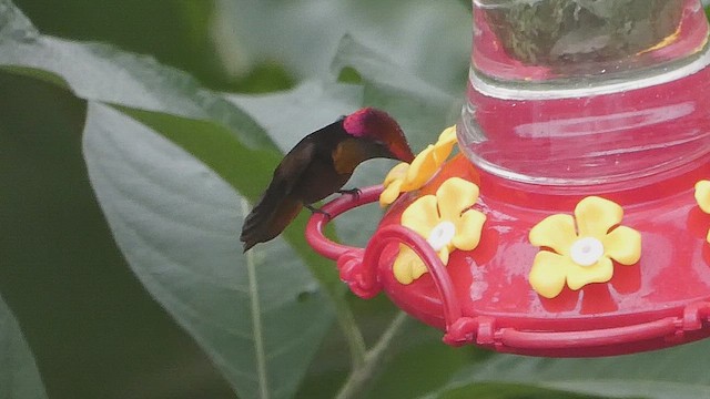 Ruby-topaz Hummingbird - ML636302980