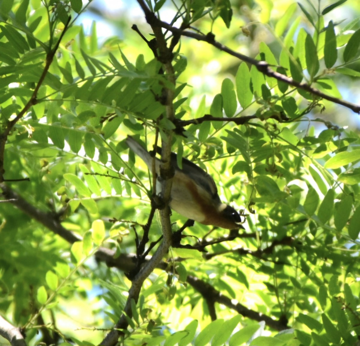 Bay-breasted Warbler - ML636303034