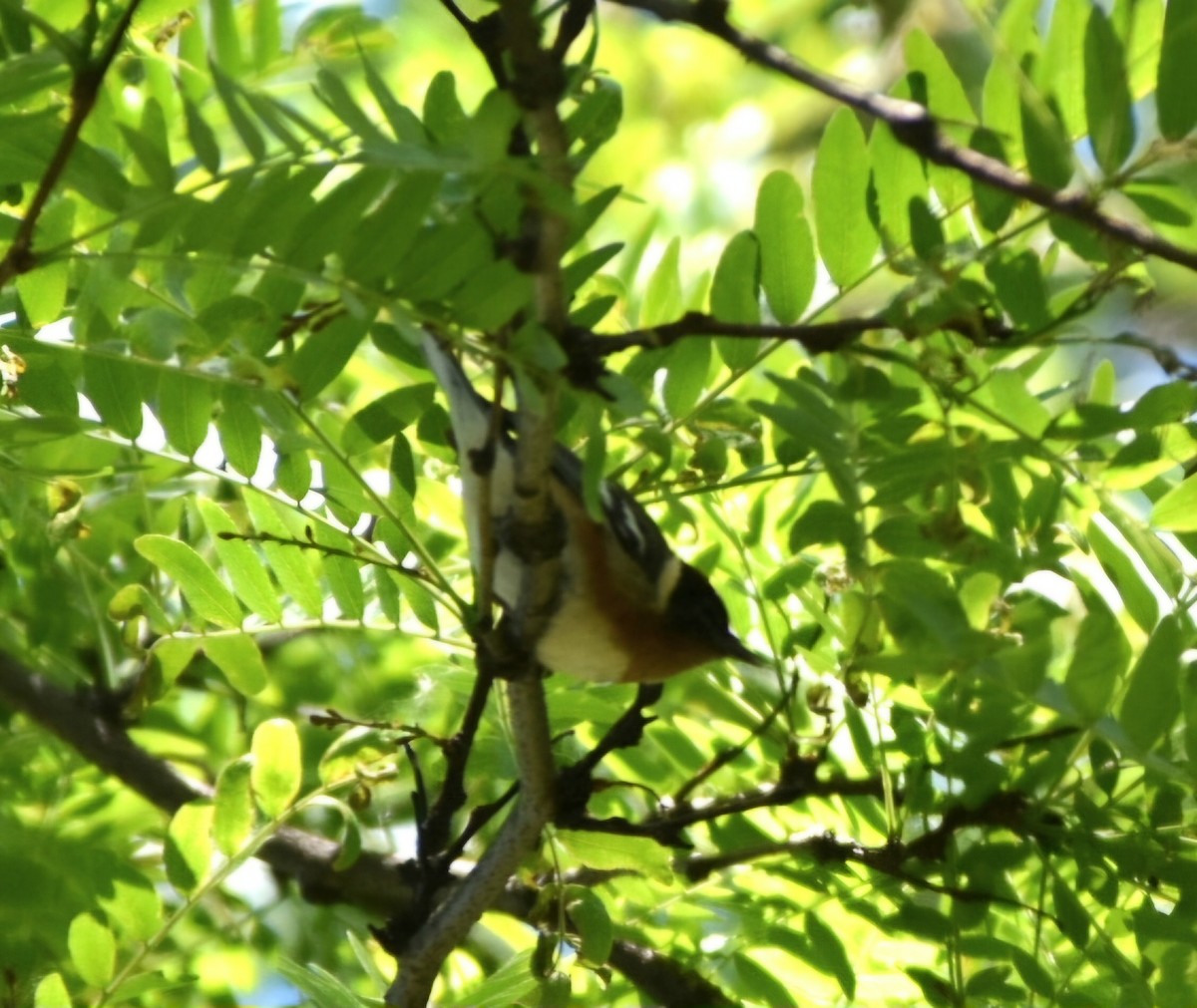 Bay-breasted Warbler - ML636303035