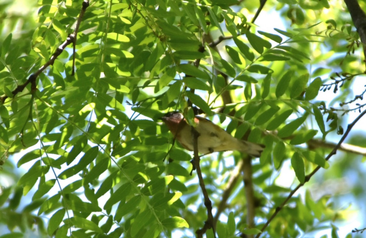 Bay-breasted Warbler - ML636303036