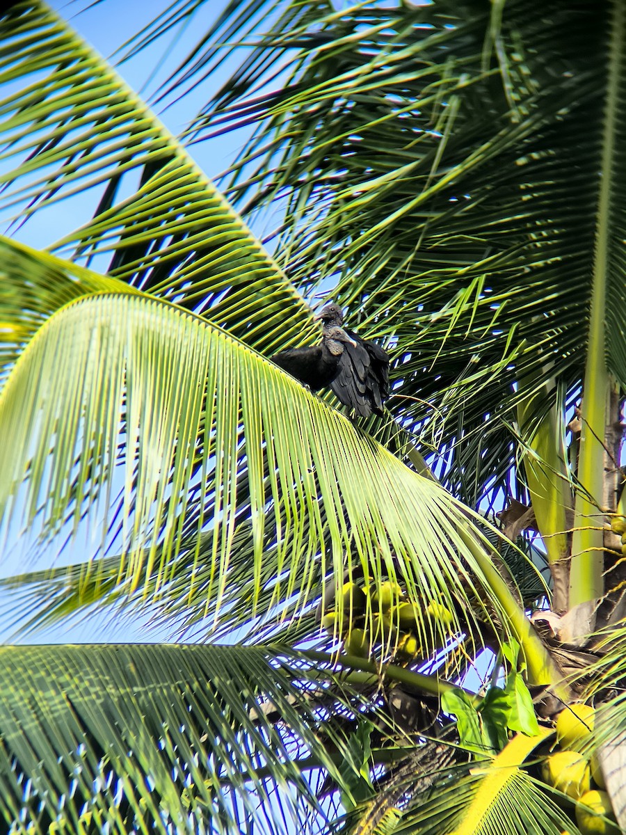 Black Vulture - ML636303081