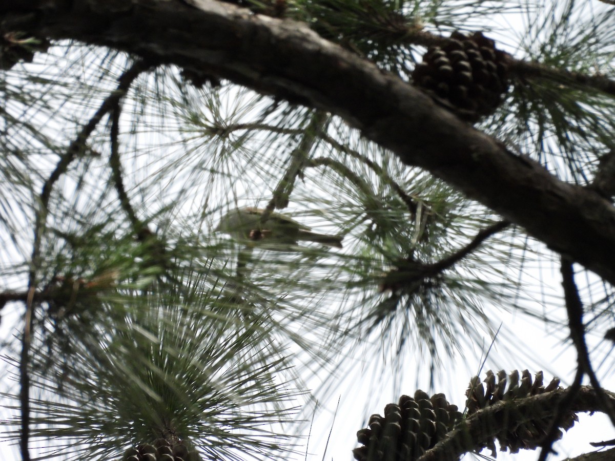 passerine sp. - ML636303089