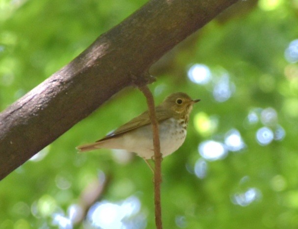 Swainson's Thrush - ML636303100