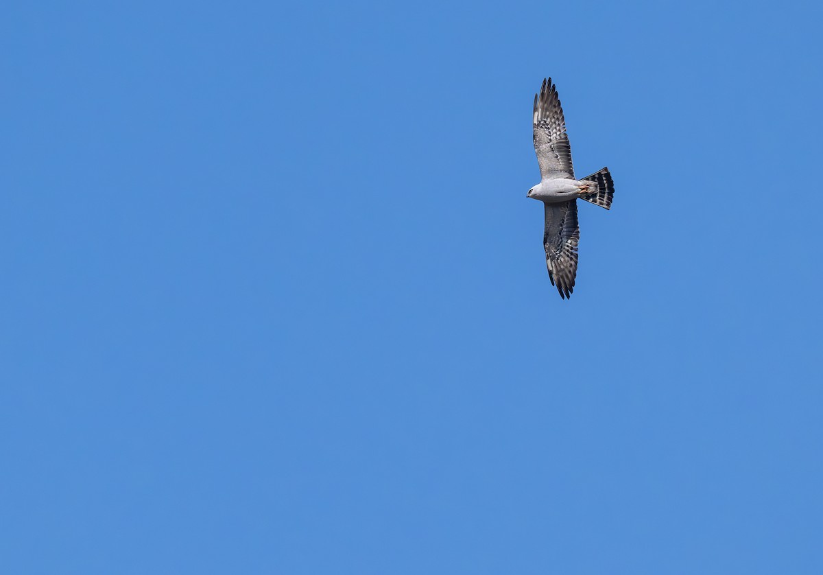 Mississippi Kite - ML636303111