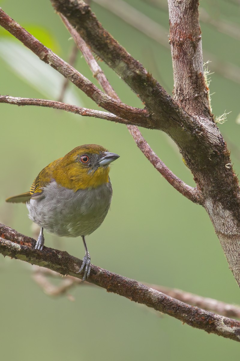 Yellow-throated Chlorospingus - ML636303146