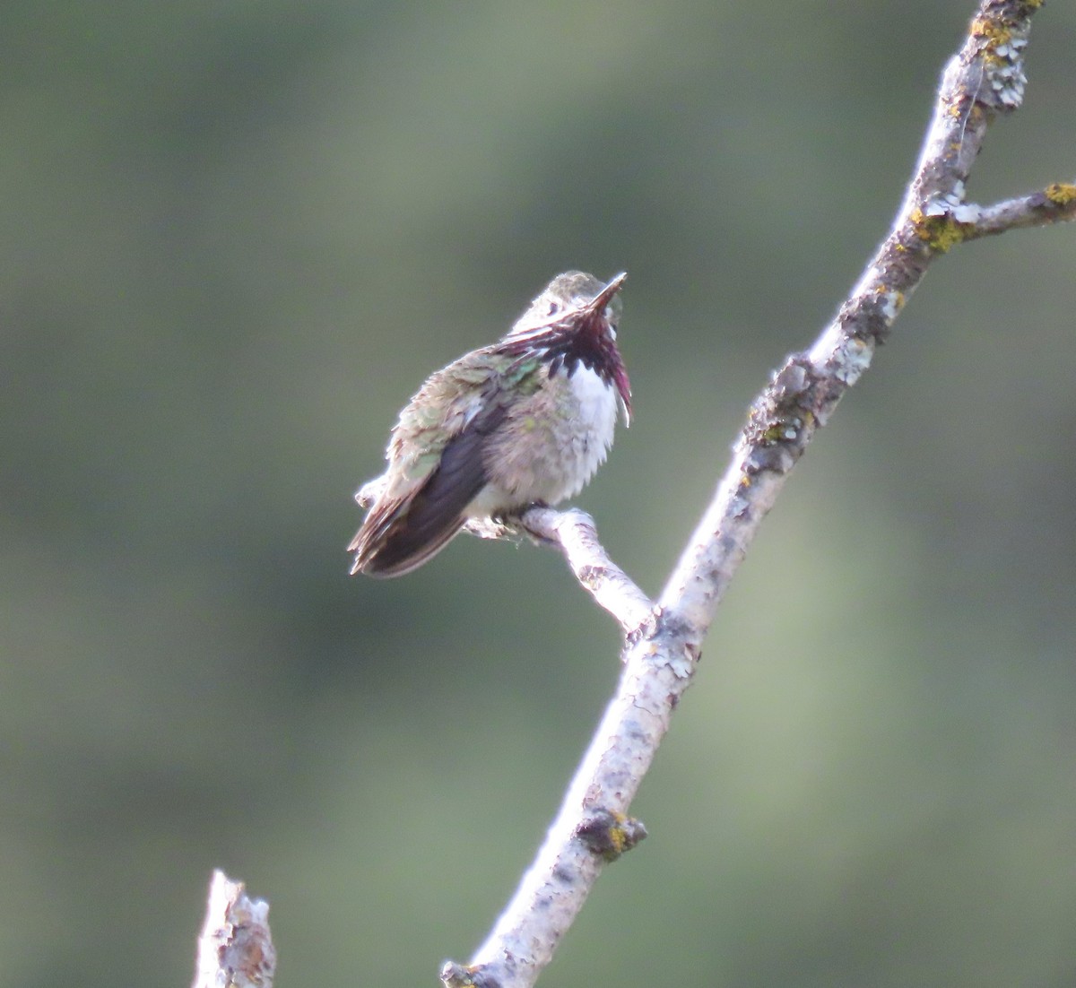 Calliope Hummingbird - ML636303152