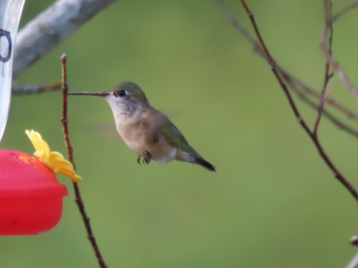 Calliope Hummingbird - ML636303153