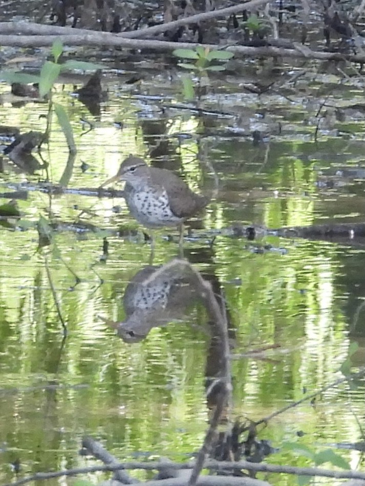 Spotted Sandpiper - ML636303157