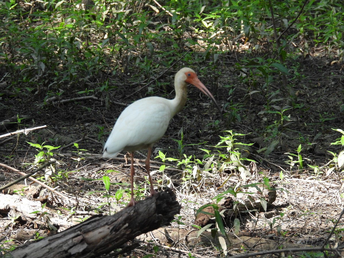 White Ibis - ML636303194
