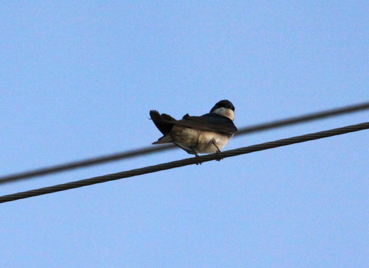Tree Swallow - ML636303199