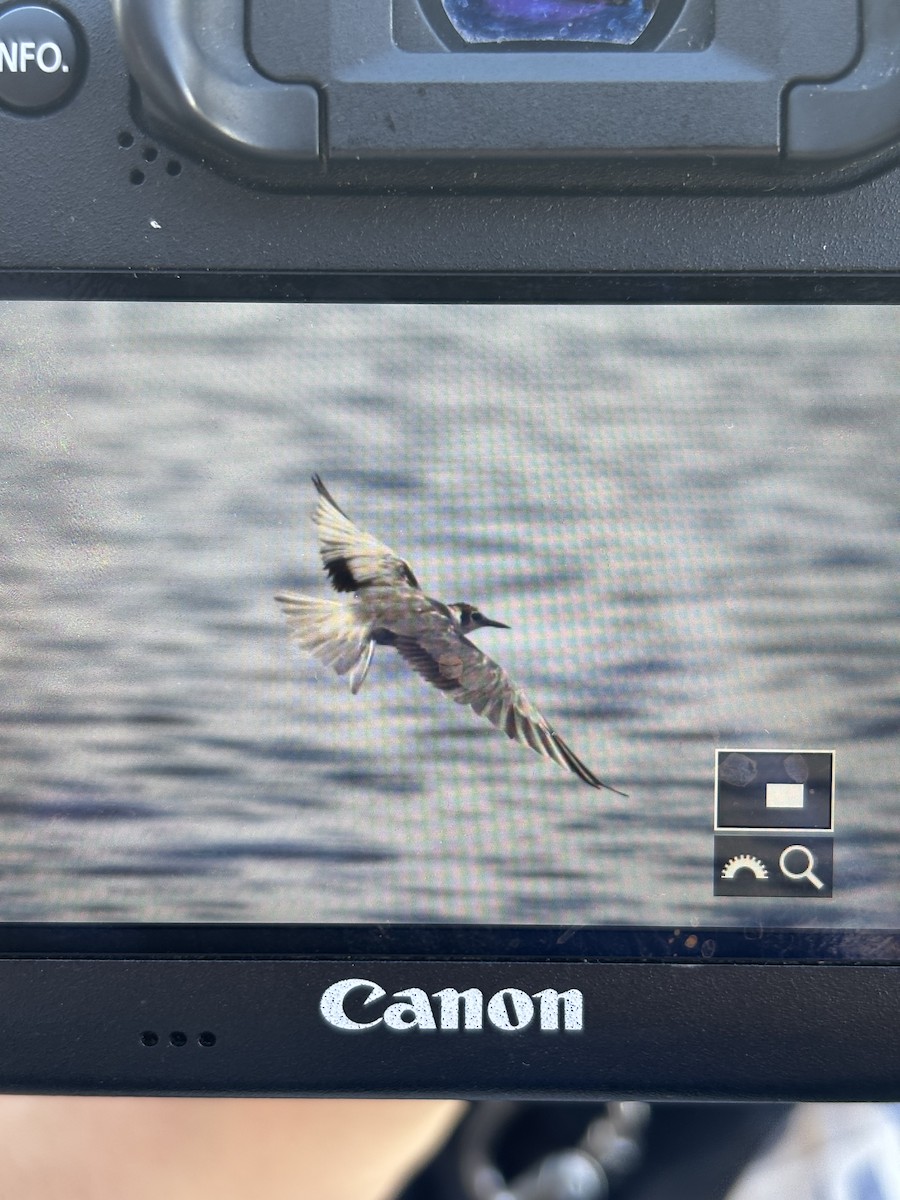 rybák černý - ML636303217