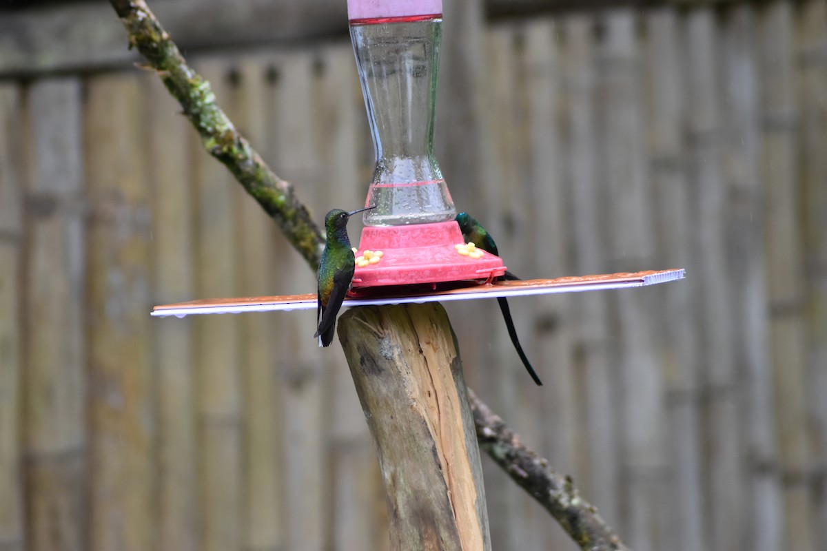 Golden-tailed Sapphire - ML636303280