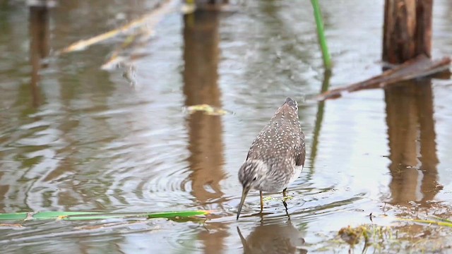 Solitary Sandpiper - ML636303296