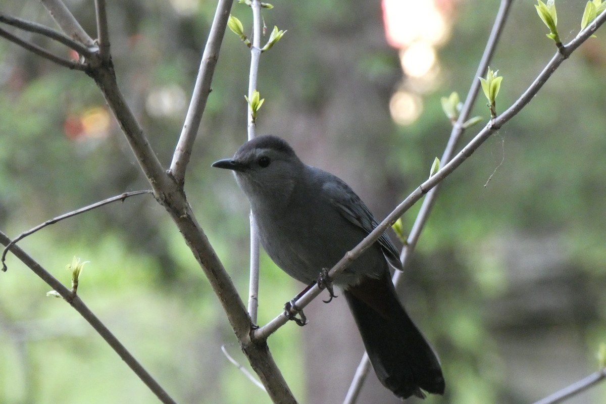 Gray Catbird - ML636303345