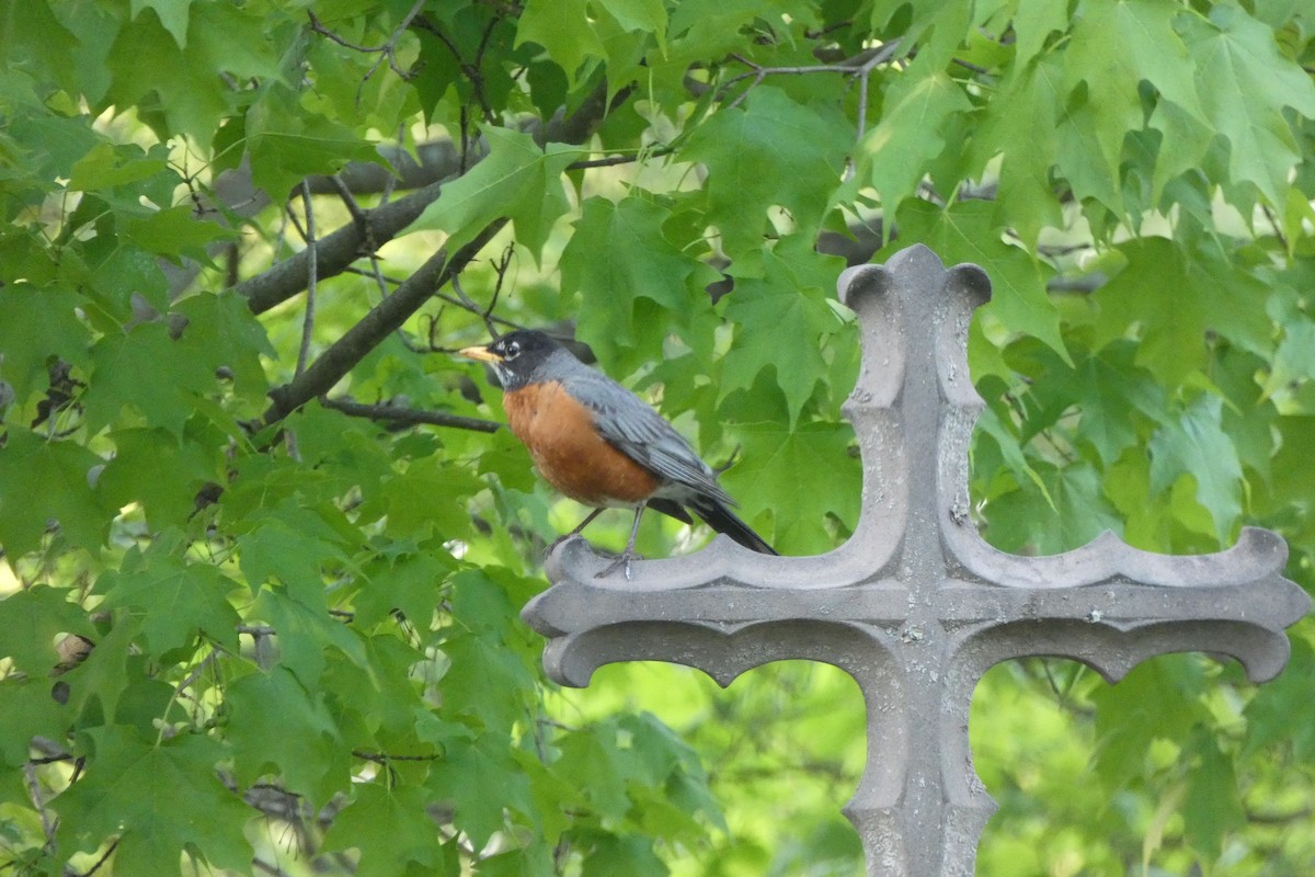 American Robin - ML636303347