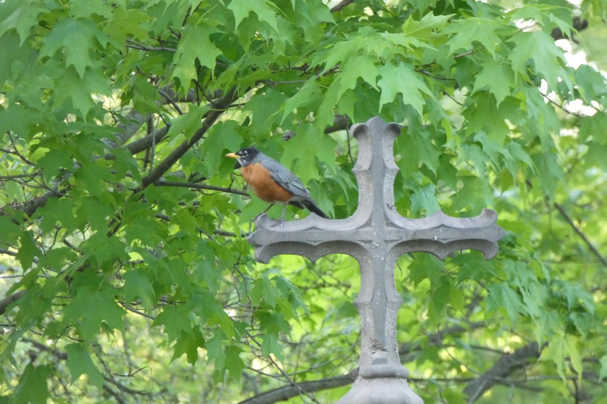 American Robin - ML636303348