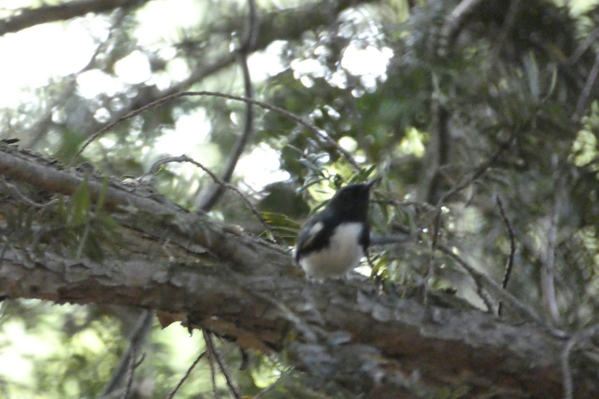 Black-throated Blue Warbler - ML636303360