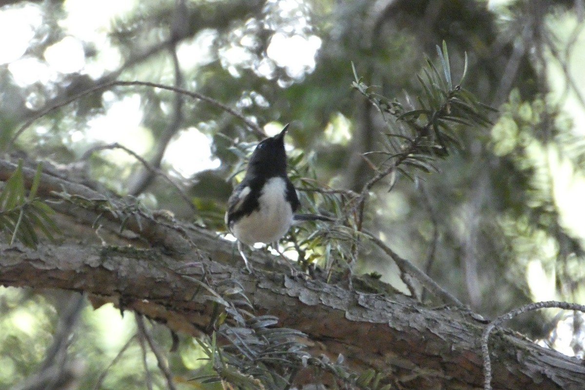 Black-throated Blue Warbler - ML636303361