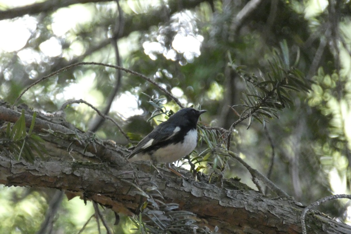 Black-throated Blue Warbler - ML636303362