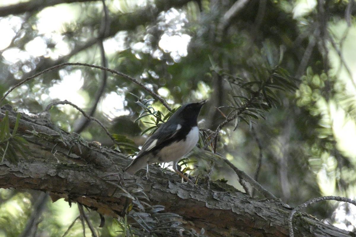 Black-throated Blue Warbler - ML636303363