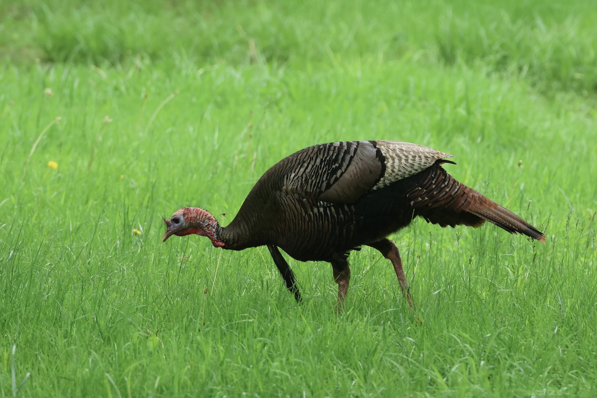 Wild Turkey - ML636303380