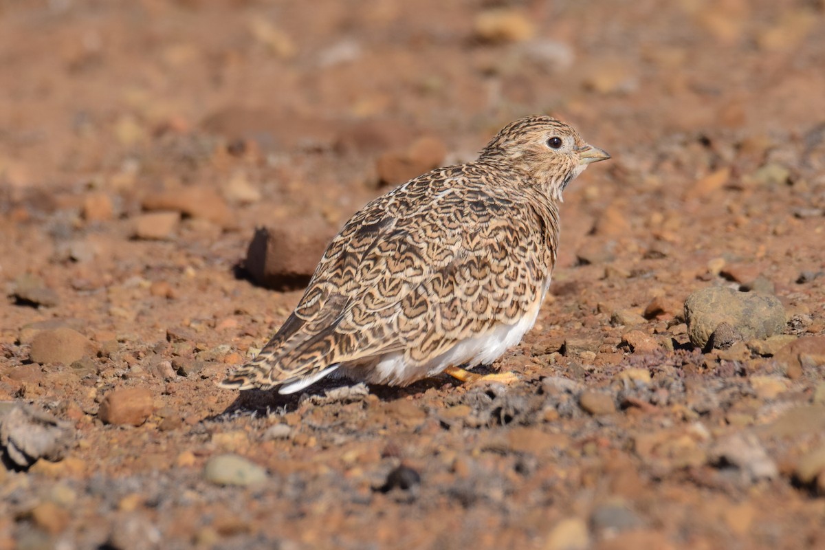 Least Seedsnipe - ML636303391