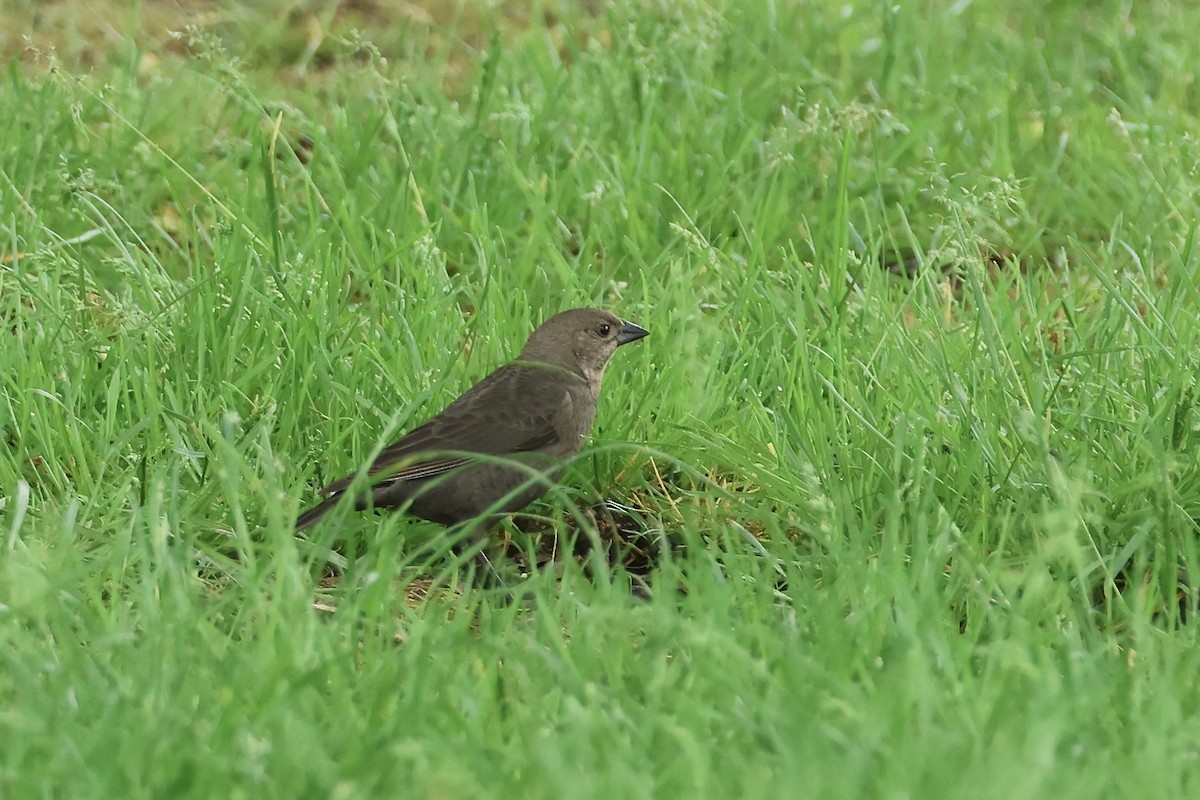 Brown-headed Cowbird - ML636303394