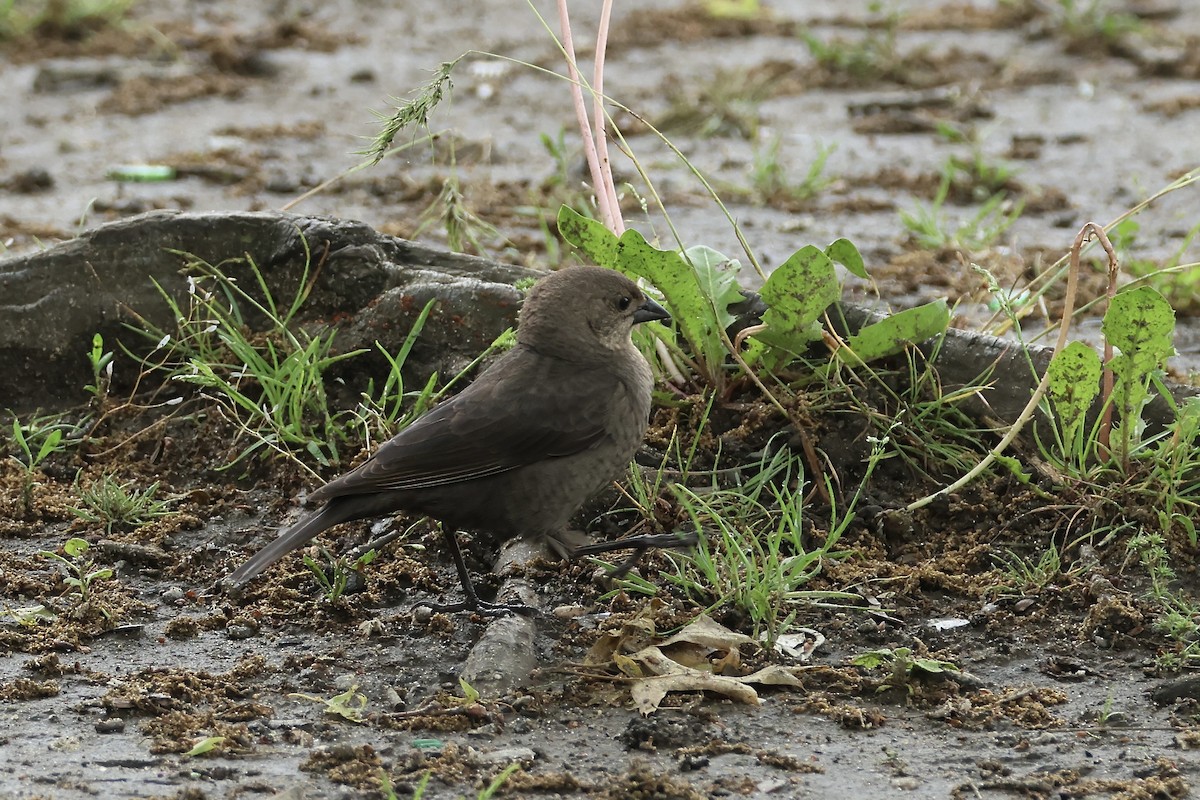 Brown-headed Cowbird - ML636303395