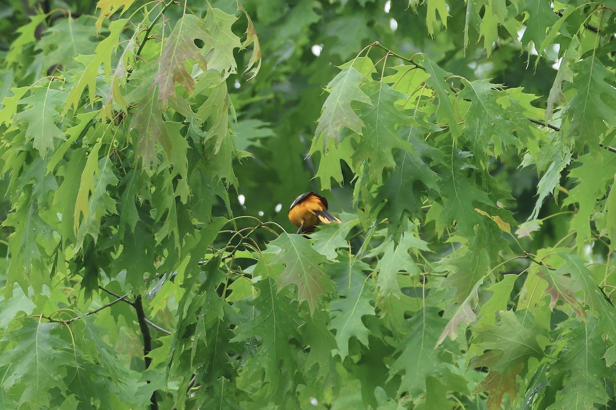 Baltimore Oriole - ML636303406