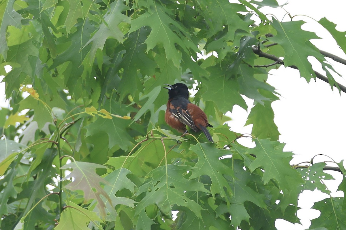 Orchard Oriole - ML636303411