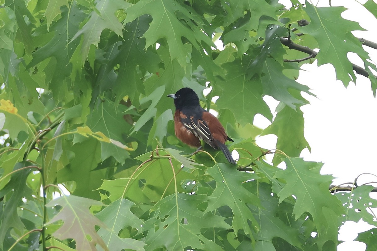 Orchard Oriole - ML636303413