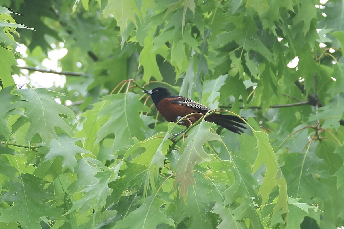 Orchard Oriole - ML636303415