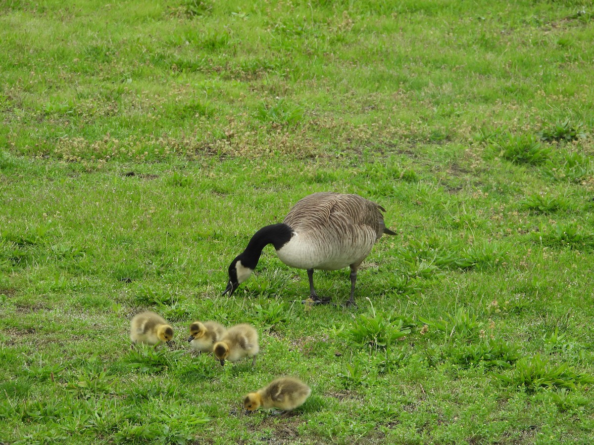 Canada Goose - ML636303478