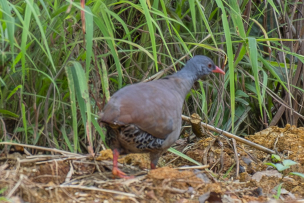 Tinamou à petit bec - ML636303485