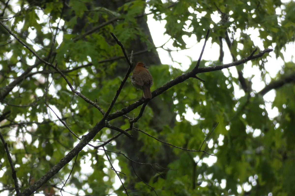 Wood Thrush - ML636303489