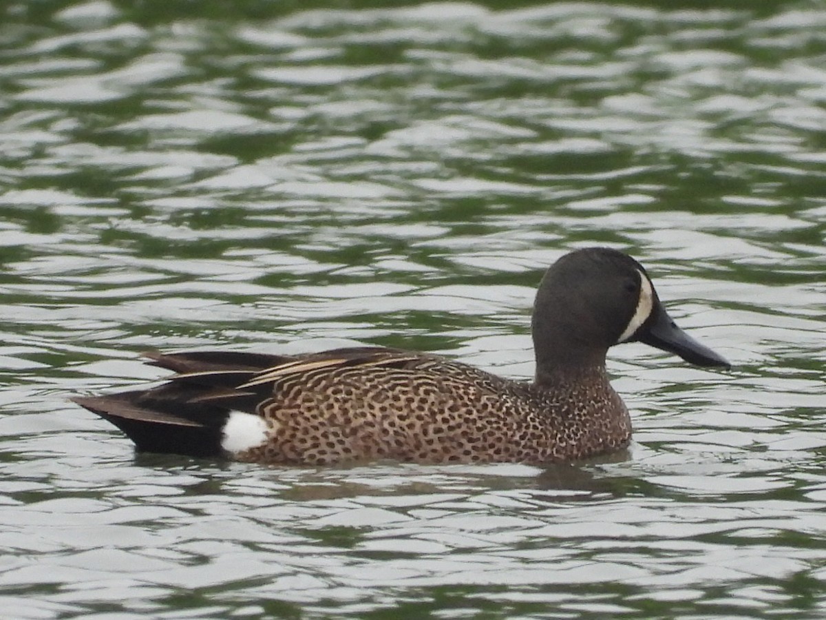 Blue-winged Teal - ML636303500