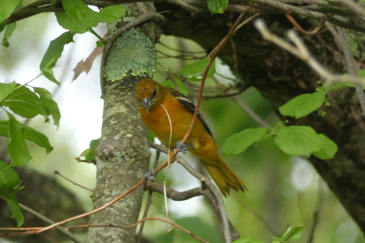 Baltimore Oriole - ML636303502