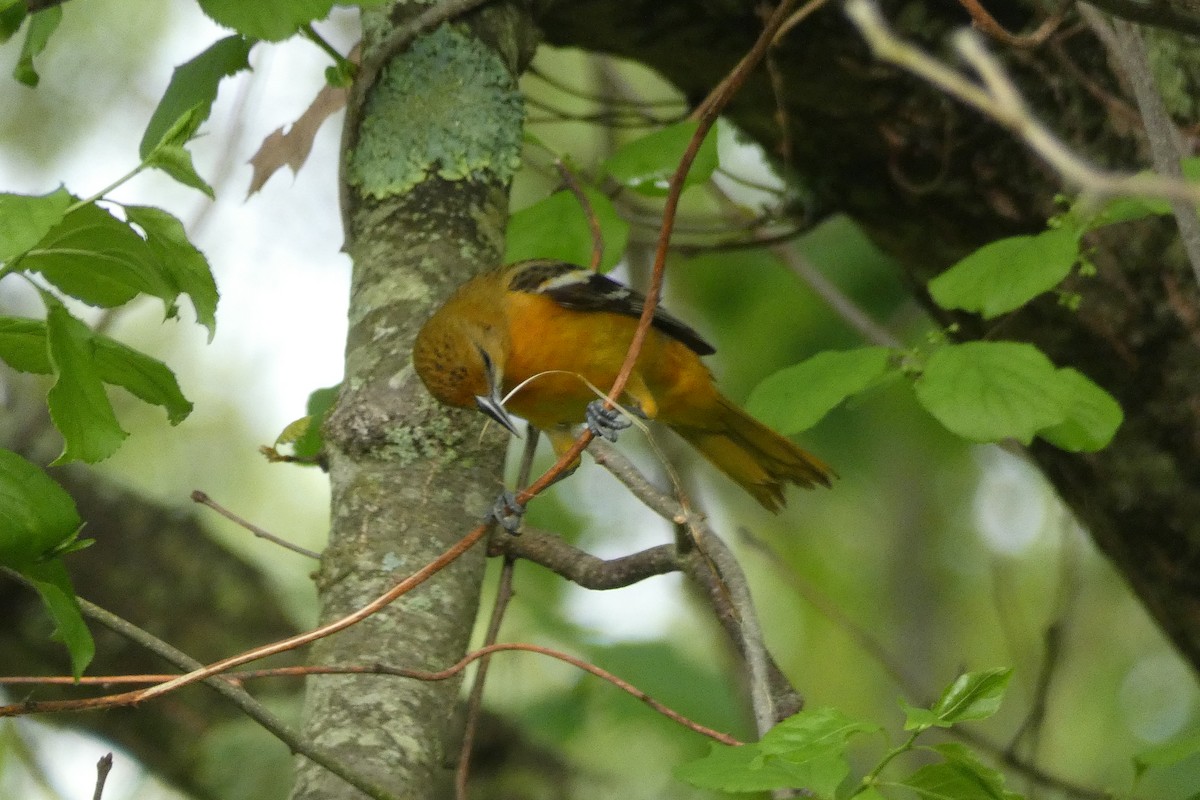 Baltimore Oriole - ML636303503