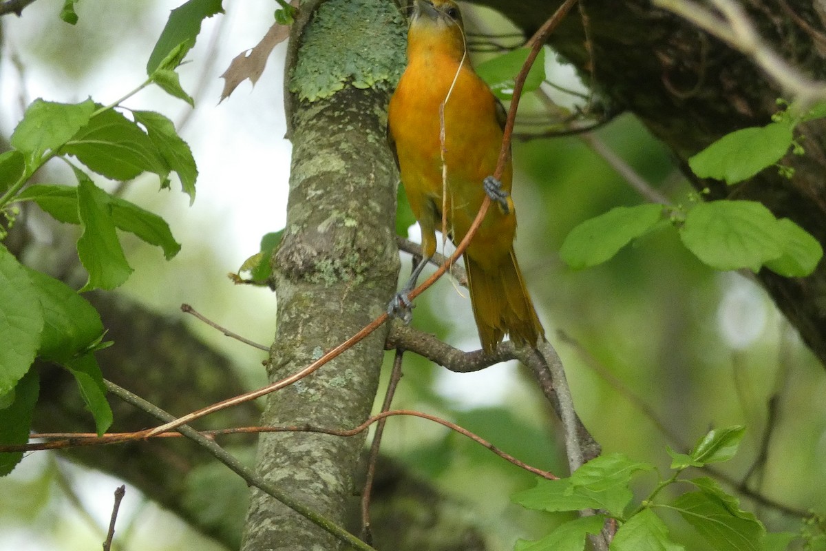 Baltimore Oriole - ML636303504