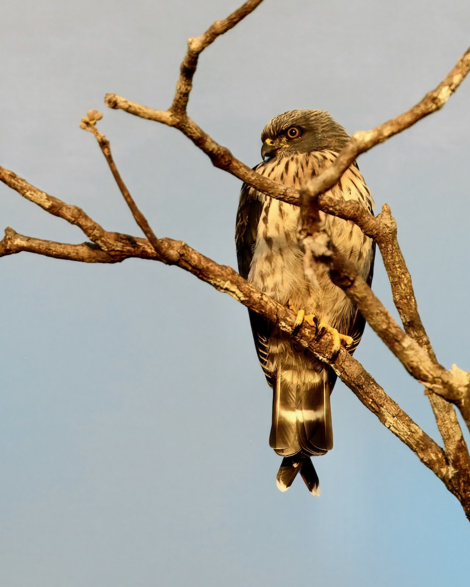 Plumbeous Kite - ML636303518