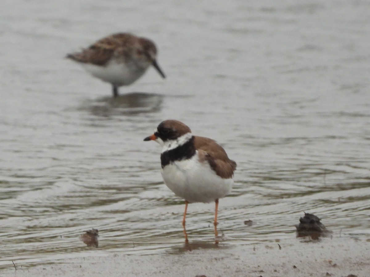 Semipalmated Plover - ML636303521