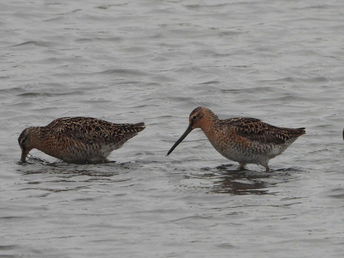 Short-billed Dowitcher - ML636303531