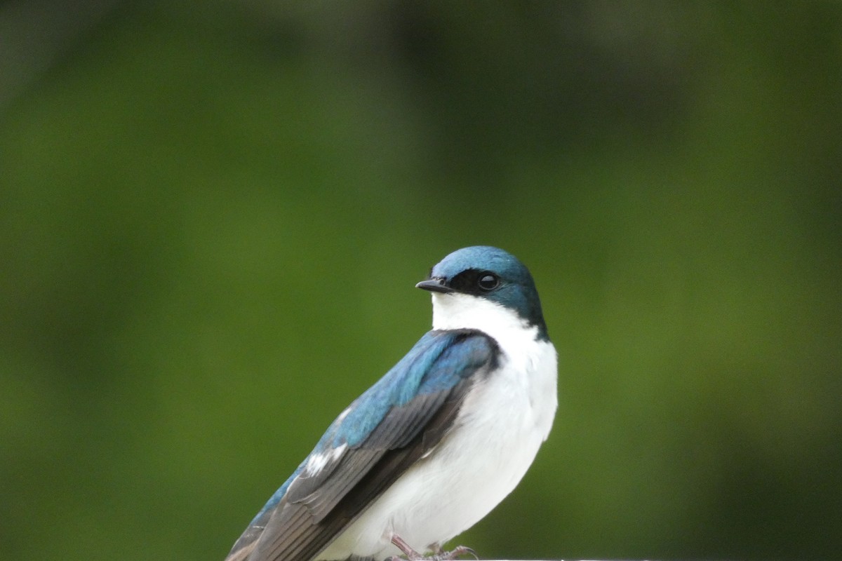 Tree Swallow - ML636303534