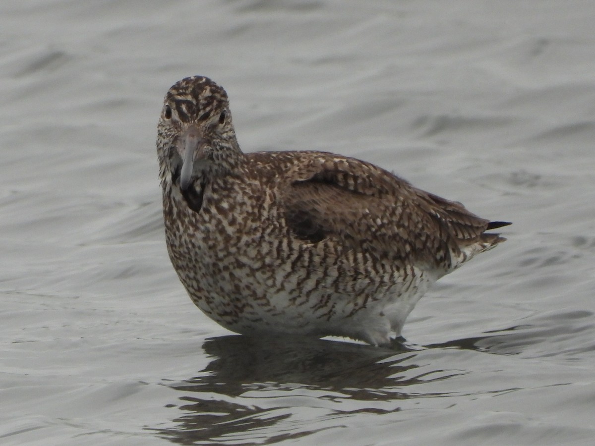 Willet - ML636303536