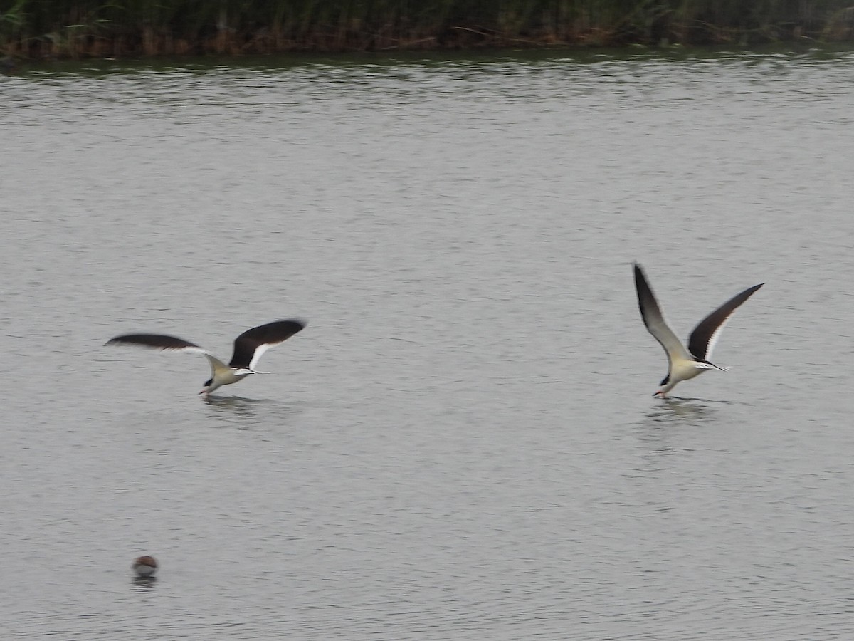 Black Skimmer - ML636303613