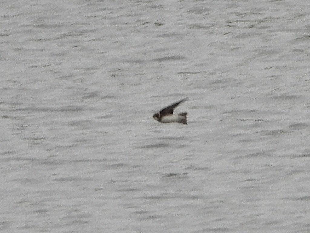 Bank Swallow - ML636303623